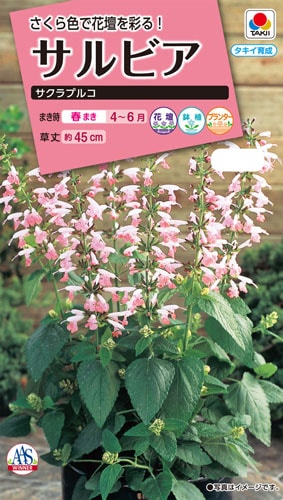 タキイ NL300 サルビア サクラプルコ 小袋 [FSR302]【取り寄せ注文】※春のみ商品【2026年春種予約商品】 