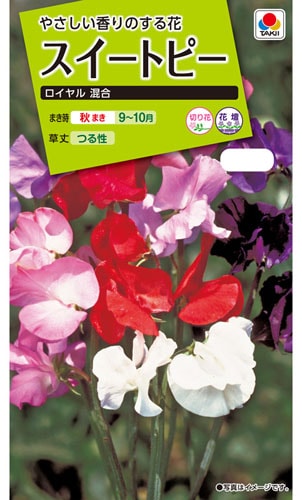 タキイ NL200　スイートピー　ロイヤル混合　小袋[FSP170]【取り寄せ注文】※秋のみ商品