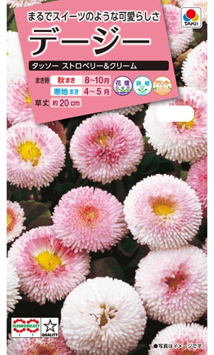 タキイ NL300　デージー　タッソー　ストロベリー&クリーム　小袋[FDS259]【取り寄せ注文】【2026年秋種予約商品】※秋のみ商品