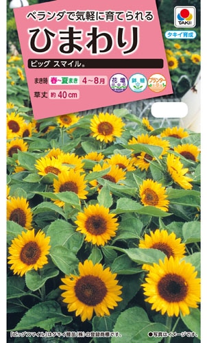 タキイ NL300 ひまわり ビッグスマイル 小袋[FHM313]【取り寄せ注文】