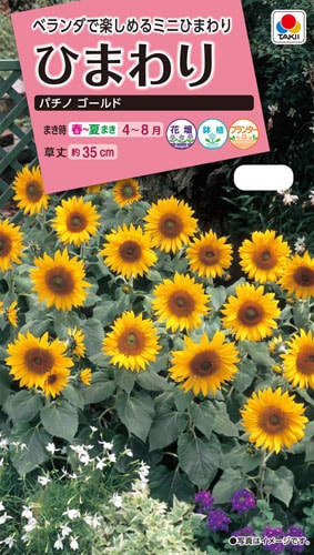 タキイ NL300 ひまわり パチノゴールド 小袋[FHM314]【取り寄せ注文】