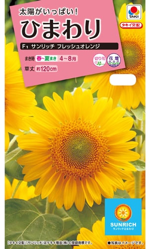 タキイ NL300 ひまわり F1 サンリッチフレッシュオレンジ 小袋[FHM515]【取り寄せ注文】※春のみの商品【2026年春種予約商品】
