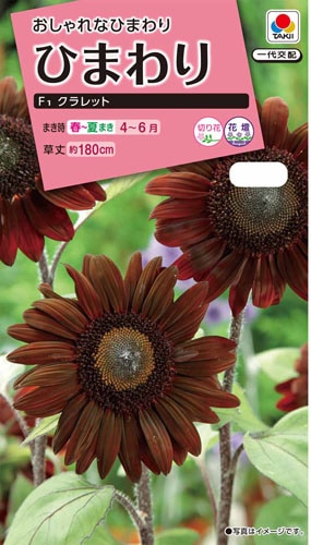 タキイ NL300 ひまわり F1クラレット 小袋[FHMA02]【取り寄せ注文】※春のみ商品【2026年春種予約商品】