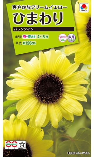 タキイ NL200 ひまわり バレンタイン 小袋[FHM118]【取り寄せ注文】※春のみ商品【2026年春種予約商品】