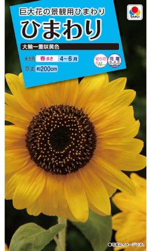 タキイ NL150 ひまわり 大輪一重咲黄色 小袋[FHM111]【取り寄せ注文】※春のみ商品【2026年春種予約商品】