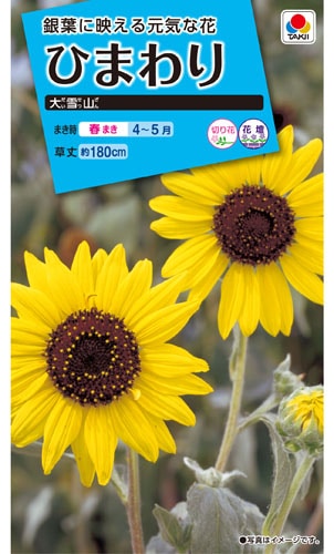 タキイ NL150 ひまわり 大雪山 小袋[FHM114]【取り寄せ注文】※春のみ商品【2026年春種予約商品】