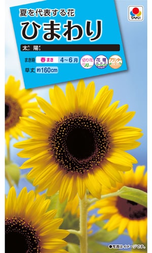 ヒマワリページ タキイ種苗 NL300 ひまわり F1サンライズフレッシュ 小袋[FHM452
