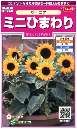 サカタのタネ 実咲350 ミニひまわり ジュニア 小袋[905629]【取り寄せ注文】※春のみ商品【2026年春種予約商品】 