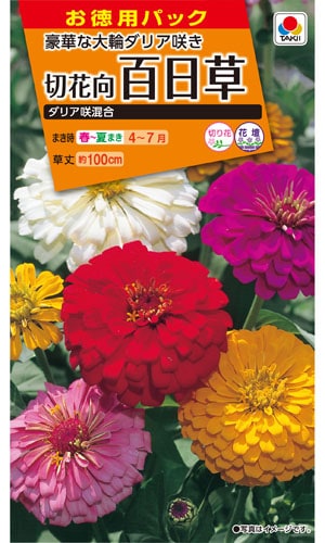 タキイ NL徳用 切花向 百日草 ダリア咲混合 小袋 [FZN140]【取り寄せ注文】※春のみの商品【2026年春種予約商品】
