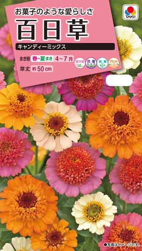 タキイ NL300 百日草 キャンディーミックス 小袋[FZN360]【取り寄せ注文】※春のみ商品【2026年春種予約商品】 