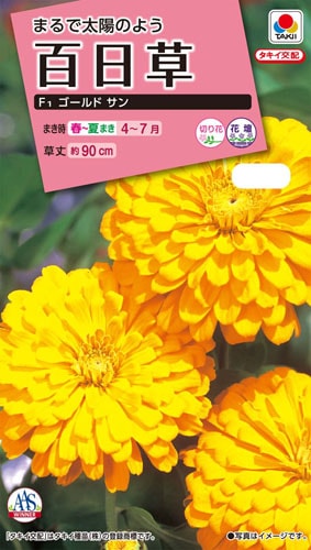 タキイ NL300 百日草 F1ゴールドサン 小袋[FZN641]【取り寄せ注文】※春のみ商品【2026年春種予約商品】 