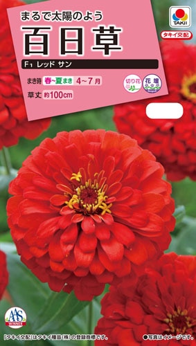 タキイ NL300 百日草　F1レッドサン　小袋[FZN651]【取り寄せ注文】※春のみ商品【2026年春種予約商品】 