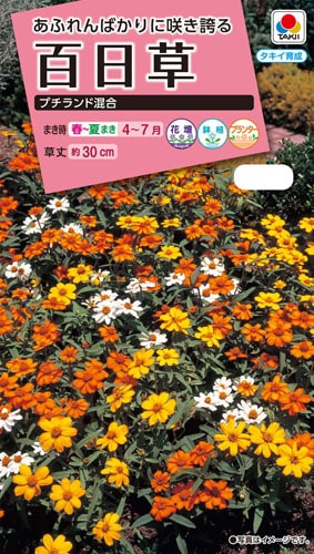 タキイ NL300 百日草 プチランド混合 小袋[FZN719]【取り寄せ注文】※春のみ商品【2026年春種予約商品】 