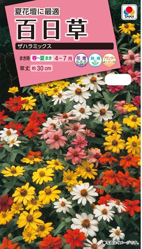 タキイ NL300 百日草 ザハラミックス 小袋[FZN819]【取り寄せ注文】※春のみの商品【2026年春種予約商品】