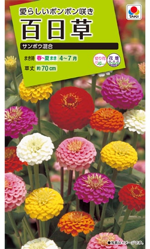 タキイ NL200 百日草 サンボウ混合 小袋[FZN329]【取り寄せ注文】※春のみ商品【2026年春種予約商品】 