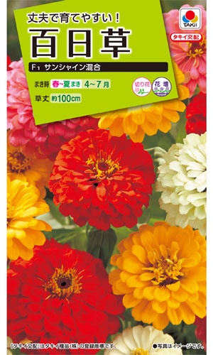タキイ NL200 百日草 F1サンシャイン混合 小袋[FZN652]【取り寄せ注文】※春のみ商品【2026年春種予約商品】 