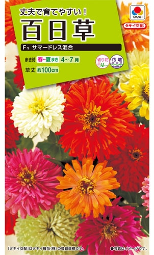 タキイ NL200 百日草 F1サマードレス混合 小袋[FZN669]【取り寄せ注文】※春のみ商品【2026年春種予約商品】 