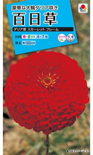 タキイ NL150 百日草 ダリア咲スカーレットフレーム 小袋[FZN131]【取り寄せ注文】※春のみ商品【2026年春種予約商品】 
