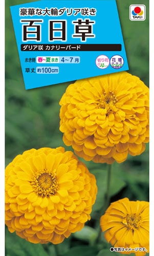 タキイ NL150 百日草 ダリア咲カナリーバード 小袋[FZN133]【取り寄せ注文】※春のみ商品【2026年春種予約商品】