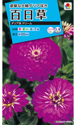 タキイ NL150 百日草 ダリア咲ドリーム 小袋[FZN134]【取り寄せ注文】※春のみ商品【2026年春種予約商品】