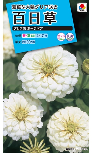 タキイ NL150 百日草 ダリア咲ポーラベア 小袋[FZN135]【取り寄せ注文】※春のみ商品【2026年春種予約商品】