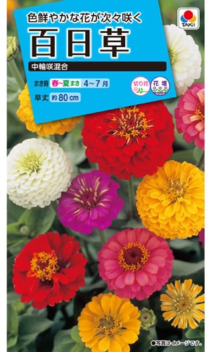 タキイ NL150 百日草 中輪咲混合 小袋[FZN219]【取り寄せ注文】※春のみ商品【2026年春種予約商品】