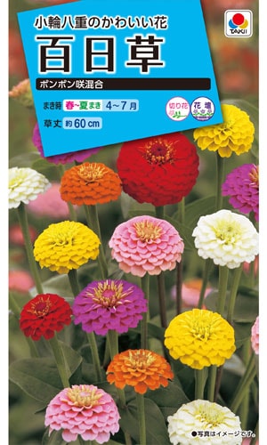 タキイ NL150 百日草 ポンポン咲混合 小袋[FZN319]【取り寄せ注文】※春のみ商品【2026年春種予約商品】