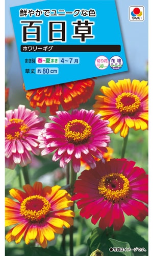 タキイ NL150 百日草 ホワリーギグ 小袋[FZN410]【取り寄せ注文】※春のみ商品【2026年春種予約商品】