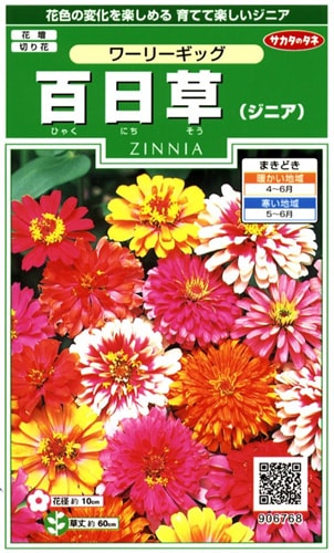 サカタのタネ 実咲250 百日草（ジニア）ワーリーギッグ 小袋[906768]【取り寄せ注文】※春のみ商品【2026年春種予約商品】 