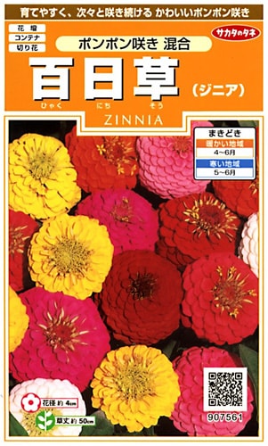 サカタのタネ 実咲200 百日草（ジニア) ポンポン咲き 混合 小袋[907561]【取り寄せ注文】※春のみ商品【2026年春種予約商品】 