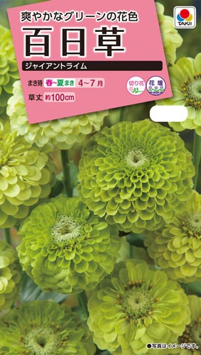 タキイ NL300 百日草 ジャイアントライム 小袋[FZN370]【取り寄せ注文】※春のみ商品【2026年春種予約商品】