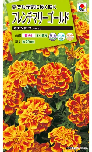 タキイ NL200 フレンチマリーゴールド ボナンザフレーム 小袋[FKJ253]【取り寄せ注文】※春のみ商品【2026年春種予約商品】