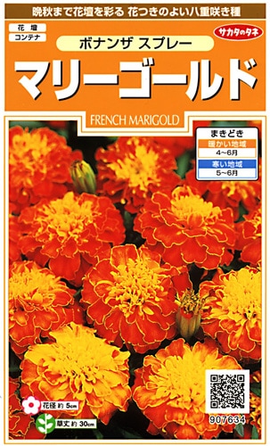 マリーゴールド様 Amazon.co.jp: マリーゴールド 苗 1ポット おひさまブーケ 4号鉢