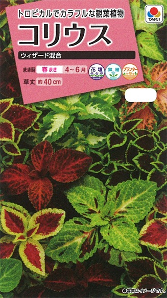 タキイ NL300 コリウス ウィザード混合 小袋 [FCL190]【取り寄せ注文】※春のみの商品【2026年春種予約商品】