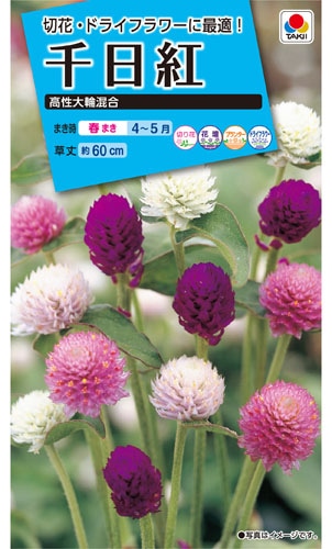 タキイ NL150　千日紅　高性大輪混合　小袋[FSE160]【取り寄せ注文】【2027年春種予約商品】＊春のみ商品