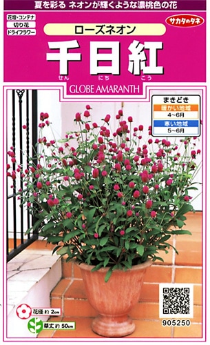 サカタのタネ 実咲350 千日紅 ネオンローズ　小袋[905250]【取り寄せ注文】※春のみ商品【2026年春種予約商品】 