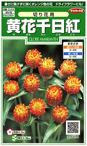 草花種子（小袋）,千日紅 | 小林種苗株式会社
