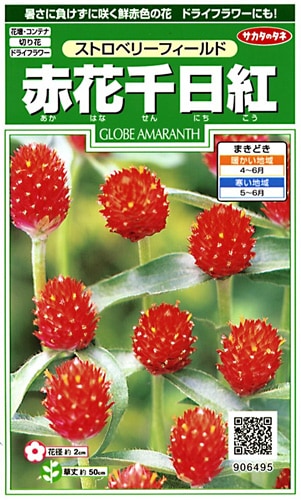 サカタのタネ 実咲250 赤花千日紅 ストロベリーフィールド 小袋[906495]【取り寄せ注文】※春のみ商品【2026年春種予約商品】 
