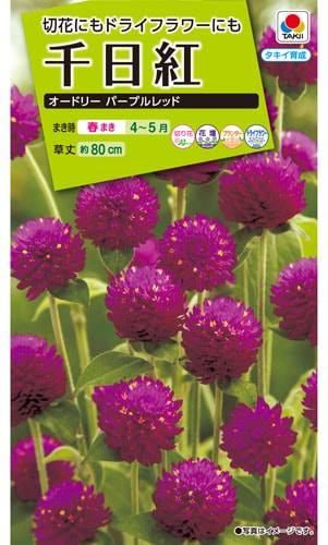 タキイ NL200 千日紅 オードリーパープルレッド 小袋[FSE167]※春のみ商品【2026年春種予約商品】 