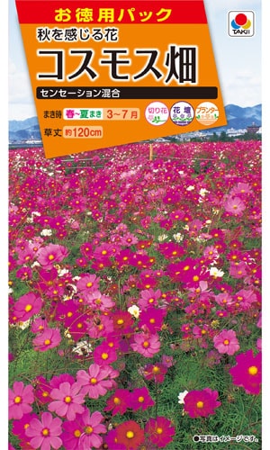 タキイ NL徳用 コスモス畑 センセーション混合 小袋 [FCS180]【取り寄せ注文】※春のみの商品【2026年春種予約商品】