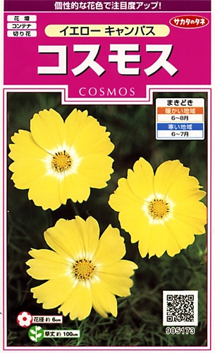 サカタのタネ 実咲350 コスモス イエローキャンパス 小袋[905173]【取り寄せ注文】※春のみ商品【2026年春種予約商品】 