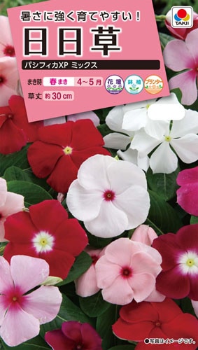 タキイ NL300 日日草 パシフィカXPミックス 小袋[FNN359]【取り寄せ注文】※春のみ商品【2026年春種予約商品】