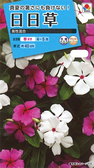 タキイ NL150 日日草 高性混合 小袋[FNN119]【取り寄せ注文】※春のみ商品【2026年春種予約商品】