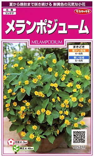 サカタのタネ 実咲350 メランポジウム 小袋[905750]【取り寄せ注文】※春のみ商品【2026年春種予約商品】 