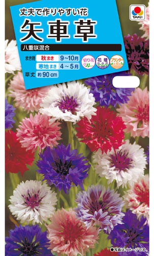 タキイ NL150　矢車草　八重咲混合　小袋[FYG110]【取り寄せ注文】