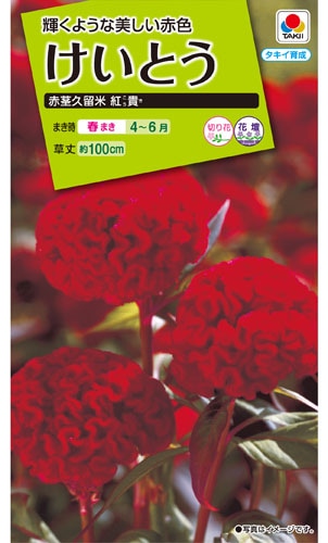 タキイ NL200 けいとう 赤茎久留米紅貴 小袋 [FKT122]【取り寄せ注文】※春のみ商品【2026年春種予約商品】
