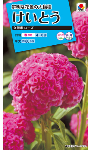 タキイ NL150 けいとう 久留米ローズ 小袋[FKT116]【取り寄せ注文】※春のみ商品【2026年春種予約商品】