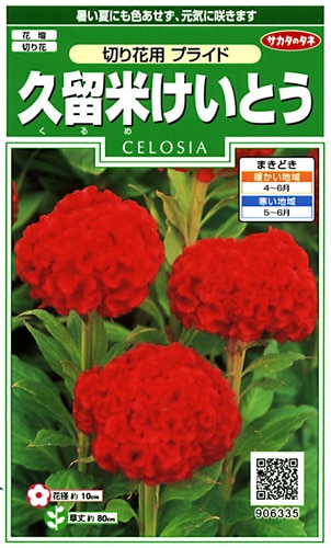 サカタのタネ 実咲250 久留米けいとう 切り花用 プライド 小袋[906335]【取り寄せ注文】※春のみ商品【2026年春種予約商品】 