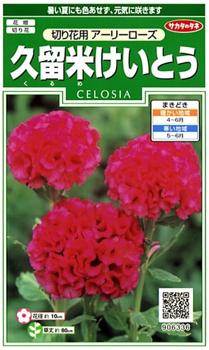 サカタのタネ 実咲250 久留米けいとう 切り花用 アーリーローズ 小袋[906336]【取り寄せ注文】※春のみ商品【2026年春種予約商品】 