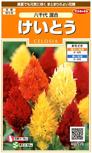 サカタのタネ 実咲200 けいとう 八千代 混合 小袋[907170]【取り寄せ注文】※春のみ商品【2026年春種予約商品】 
